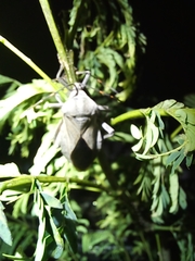 Pachylis nervosus
