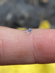 Prociphilus tessellatus