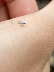 Prociphilus tessellatus