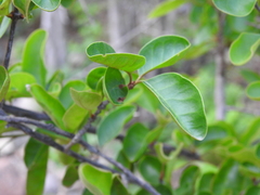 Sideroxylon lanuginosum