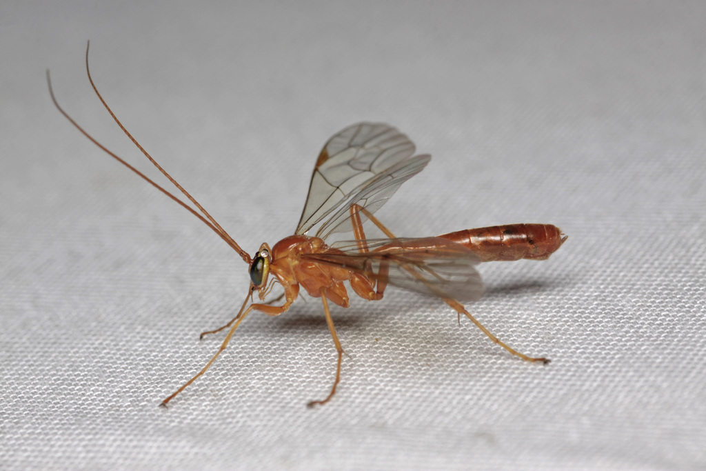 Netelia Infractor Netelia cristata from N Eggelstad, Sverige on October 22, 2022 at 08:16 ...