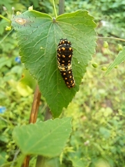 Papilio polyxenes asterius