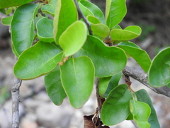 Sideroxylon lanuginosum