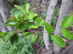 Sideroxylon lanuginosum