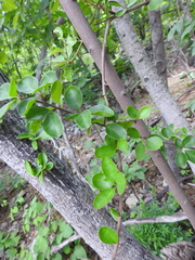 Sideroxylon lanuginosum