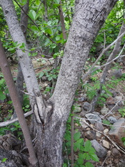 Sideroxylon lanuginosum