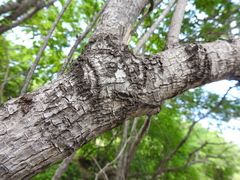 Sideroxylon lanuginosum