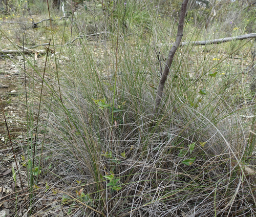 Image of Rytidosperma pallidum by (c) yatesy, some rights reserved (CC BY)