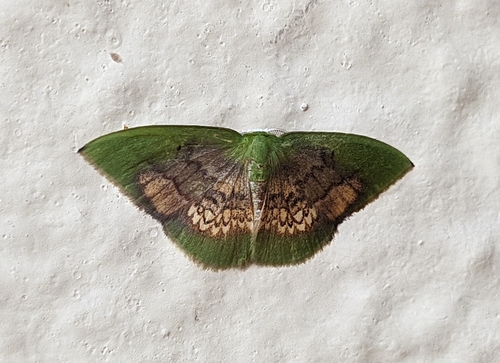 Tachychlora clita