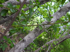 Sideroxylon lanuginosum