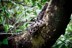 Boiga siamensis