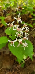 Eurybia divaricata