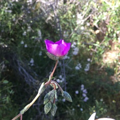 Cistanthe grandiflora