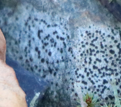 Arthonia radiata
