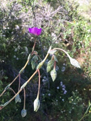 Cistanthe grandiflora