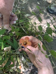 Rhabdothamnus solandri