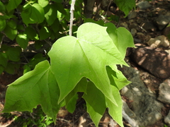 Jatropha malacophylla
