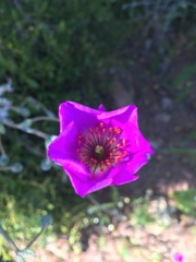Cistanthe grandiflora