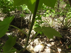 Jatropha malacophylla