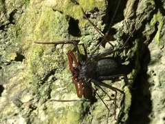 Amblypygi