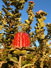 Banksia coccinea