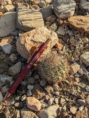 Echinomastus warnockii