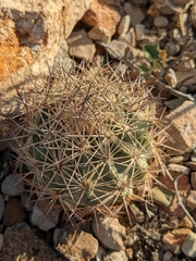 Echinomastus warnockii