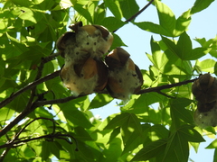 Cochlospermum vitifolium