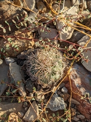 Echinomastus warnockii