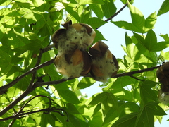 Cochlospermum vitifolium