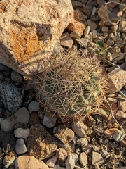 Echinomastus warnockii