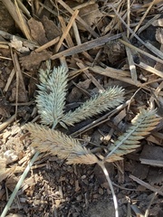 Cynodonteae
