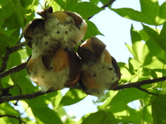 Cochlospermum vitifolium