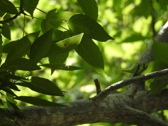 Cochlospermum vitifolium