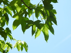 Cochlospermum vitifolium