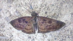 Anastrus sempiternus sempiternus