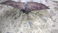 Anastrus sempiternus sempiternus