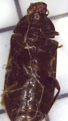 Hymenorus