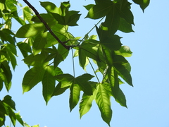 Cochlospermum vitifolium