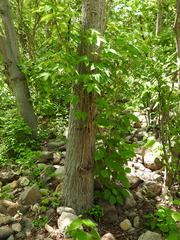 Cochlospermum vitifolium