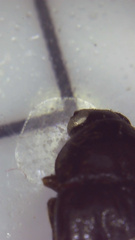 Hymenorus