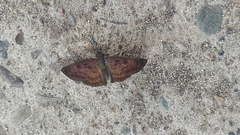 Anastrus sempiternus sempiternus