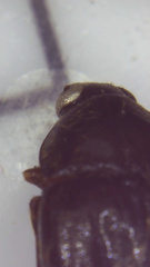 Hymenorus
