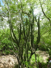 Stenocereus standleyi