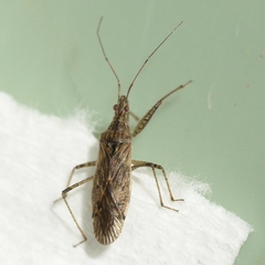 Nabis roseipennis