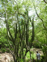 Stenocereus standleyi