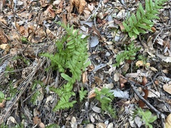 Polypodium calirhiza