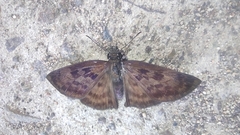 Anastrus sempiternus sempiternus