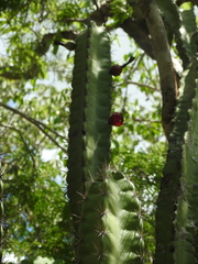 Stenocereus standleyi
