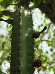 Stenocereus standleyi